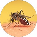 mosquito causing yellow fever