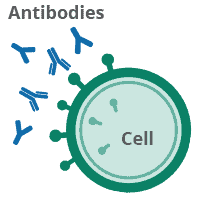 Protein created from injecting mRNA