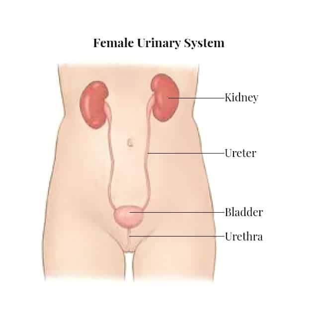 Female Urinary System