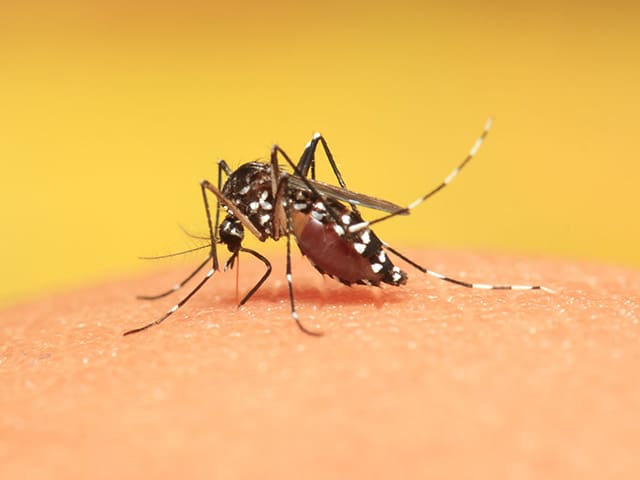 Dengue Vaccine