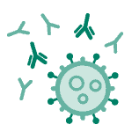 Antibodies fighting against COVID-19