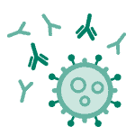 Antibodies fighting against COVID-19