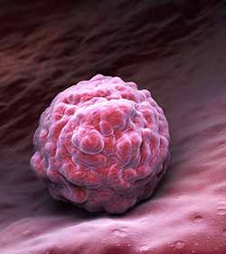 ER-Embryo-rmg ER-Embryo-rmg