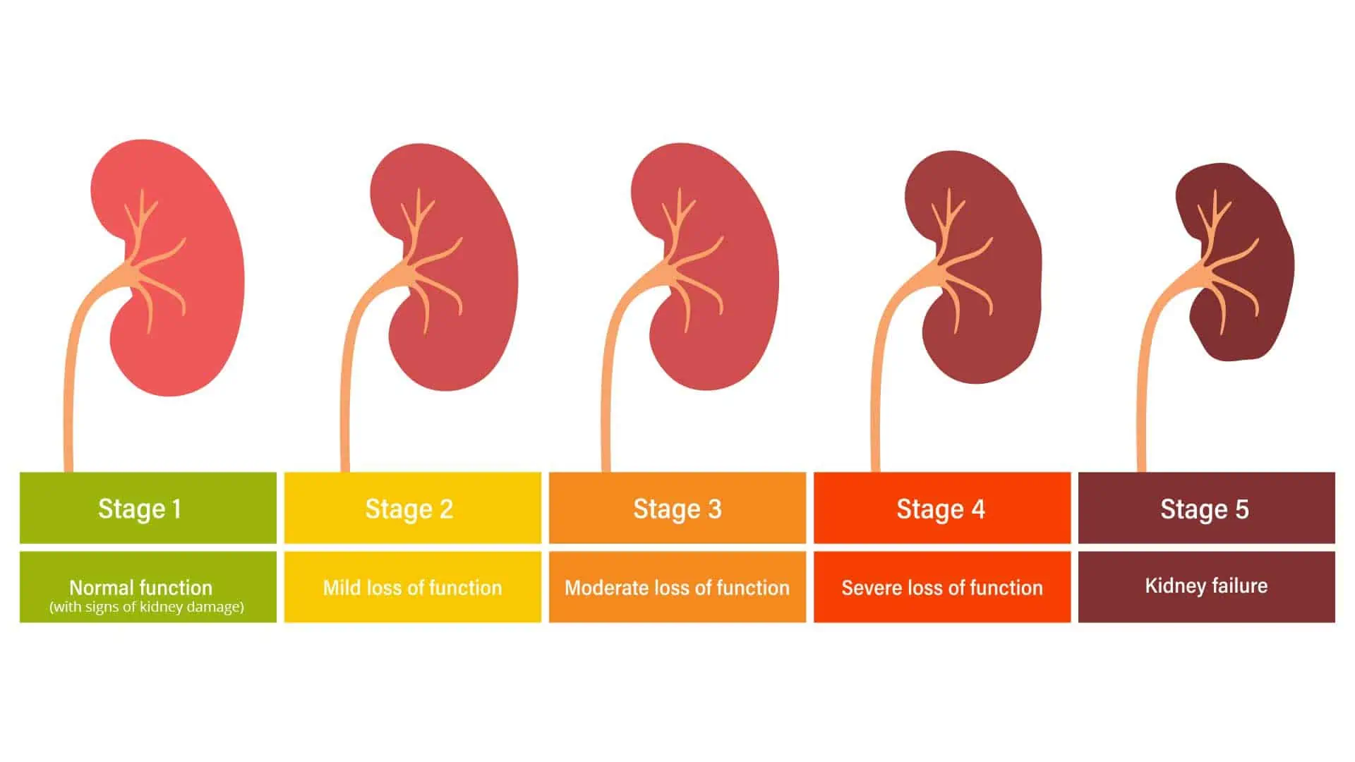 Five simple steps to maintain a healthy kidney - Raffles Medical Cambodia