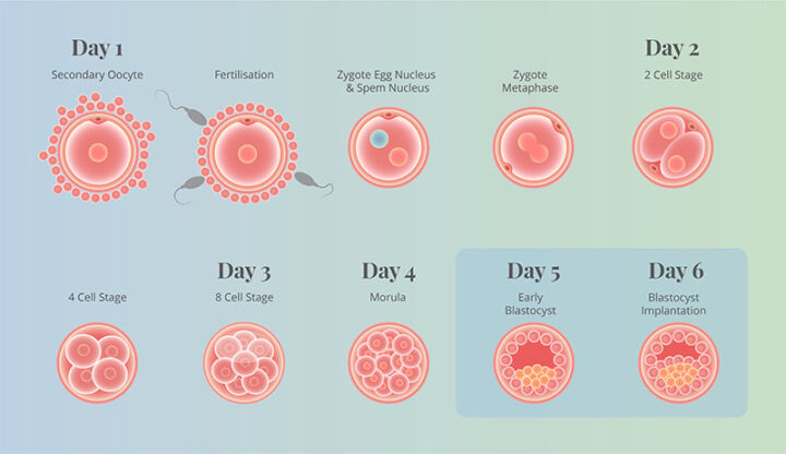 Embryos to blastocysts stages