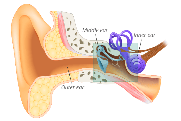 Main divisions of the ear - inner, middle and outer ear