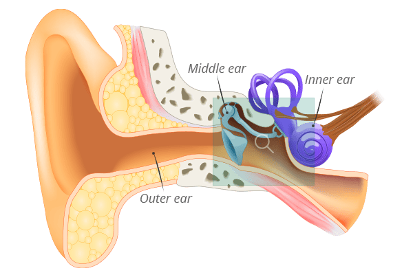 Main divisions of the ear - inner, middle and outer ear Main divisions of the ear - inner, middle and outer ear