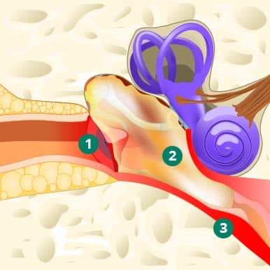 ear infection anatomy