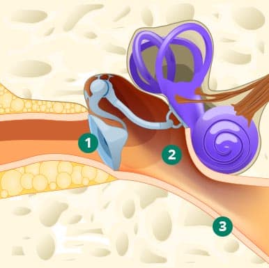 healthy ear anatomy