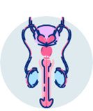 Urodynamic studies