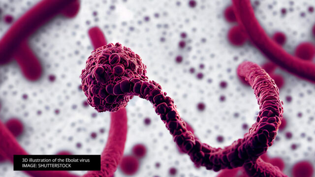 3D illustration of the Ebolat virus from shutterstock image