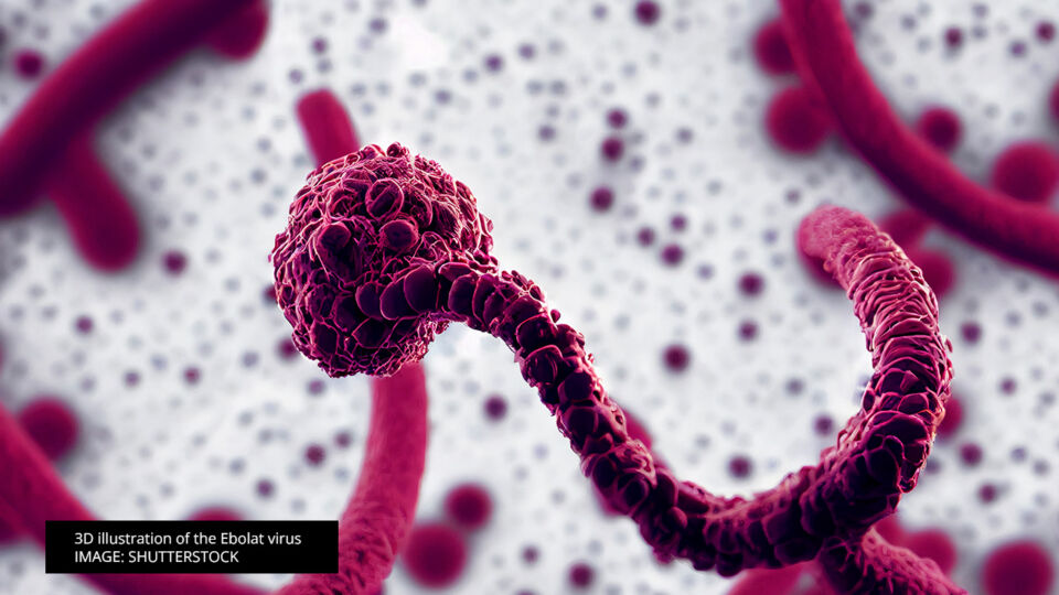 3D illustration of the Ebolat virus from shutterstock image