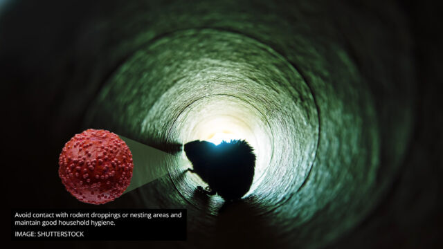 singapore hantavirus advisory avoid contact with rodent droppings or nesting areas and maintain good household hygiene