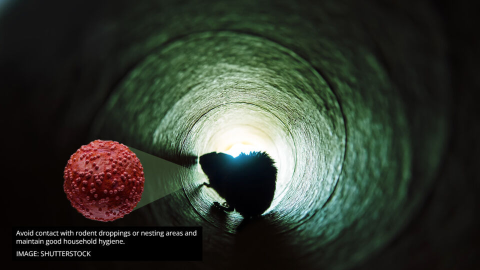 singapore hantavirus advisory avoid contact with rodent droppings or nesting areas and maintain good household hygiene